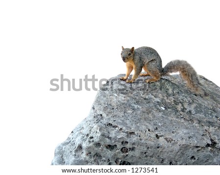 An image of an attentive squirrel on a  rock with the background removed.