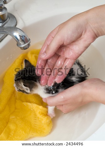 Stock photo of a very young five week old Manx kitten lapping some water while getting a flea bath.