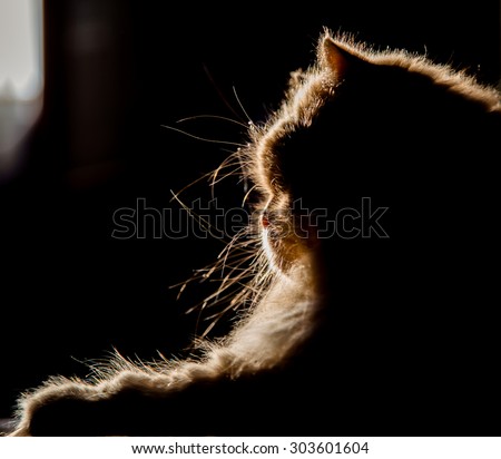 Cat silhouette in sunlight