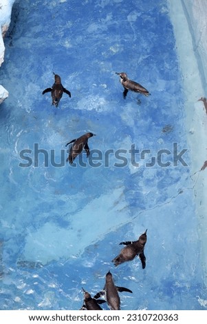 Similar – Humboldt Penguin Zoo Water