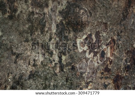 Texture of tree bark / Texture of brown tree bark