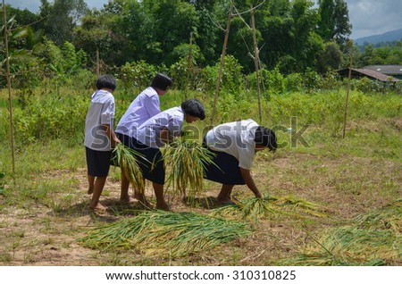 Children harvest rice in Rice Fields / PHITSANULOK THAILAND - SEPTEMBER 17: Children are helping to harvest rice in Rice Fields in Chattrakarn Phitsanulok,Thailand on September 17, 2012.