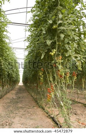 Cherry tomatoes growing in a greenhouse