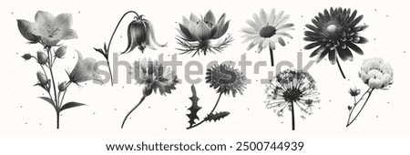 Similar – Image, Stock Photo beautiful dandelion flower in spring season