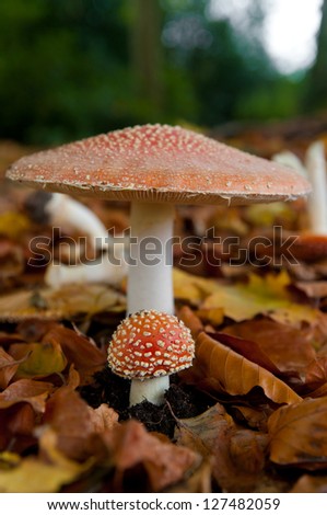 agaric fly mushroom with young one in an autumn forest
