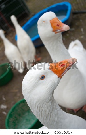 closeup of some white gooses, from which one with an eye missing