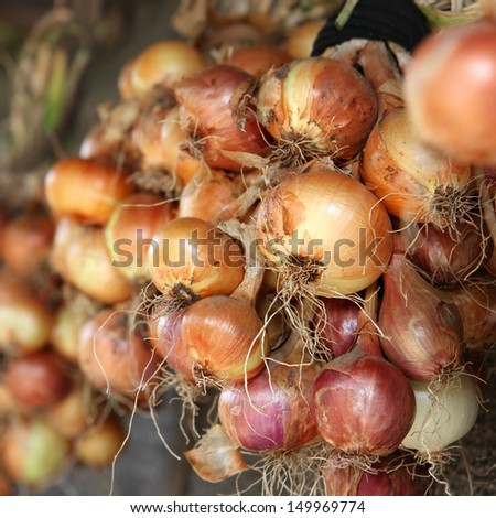 many yellow bulb onions like food background