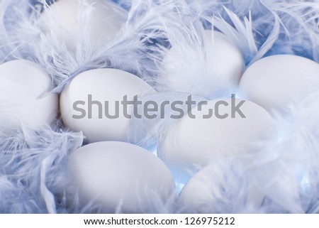white eggs in the soft, gentle blue feathers