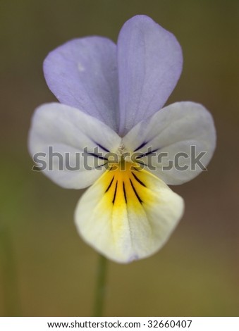 Macro view of colorful wild flower isolated on burred background