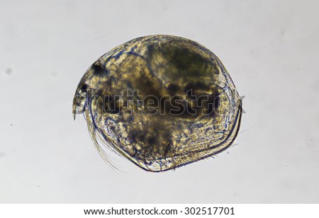 Microorganism - water flea