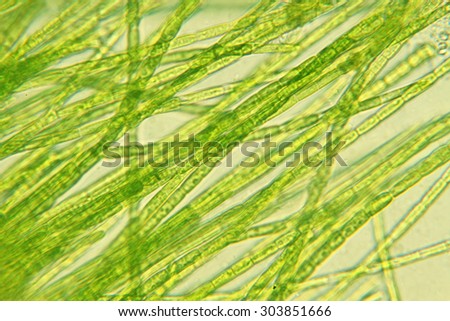 Microorganism Algae Stock Photo 303851666 : Shutterstock