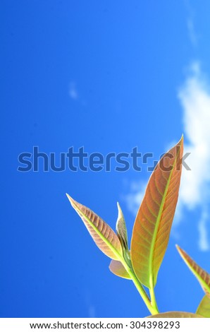 Green leaf and blue sky with copy space for text