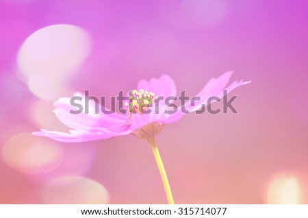 Abstract flower blurred and soft color background ,This photo present on colorful and offer flowers in soft tones to feel beautiful, and the focus that the pollen.