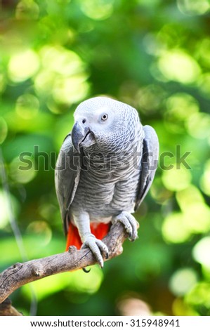 Gray Parrot with green bokeh background