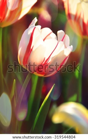 Single tulip with bokeh effect this image taken in the sponge back light and the light reflections from the lens feels warm and sweet beauty
