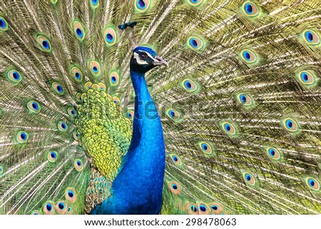 Peacock Closeup