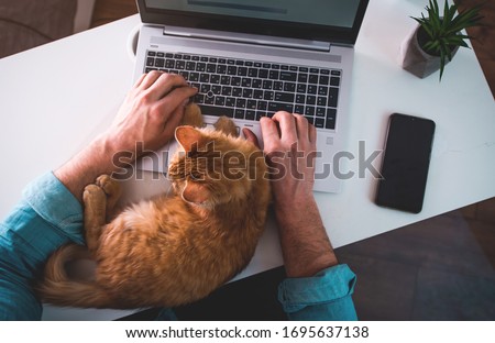 Man is typing on laptop with ginger cat sleeping on keyboard. Top view. Man working from home on laptop in wireless headphones. Home office with pet cat