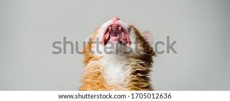 Similar – Image, Stock Photo sweet tooth Cat kitten