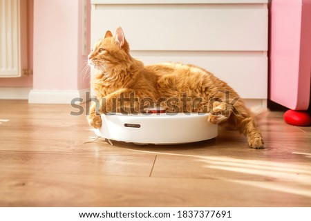 Cat sitting on robotic vacuum cleaner. White vacuum cleaner is working on the floor with calm pet sleeping on it. Clean floor.