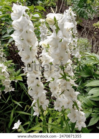 Similar – Foto Bild zwei Glockenblumenblüten, filigran und zart