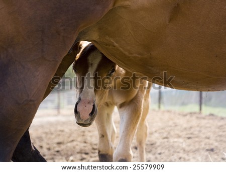 Foal Hiding Behind Mother Horse Stock foto © 