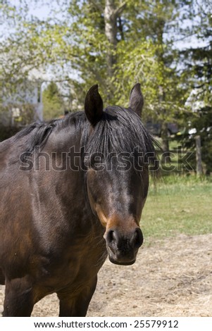 Arabian Horse Portrait Stock foto © 