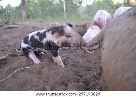 baby pig playing with moms tail