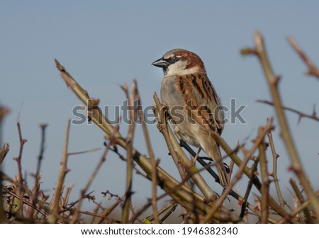 Similar – Image, Stock Photo A dead hedge sparrow lies in the sunshine on a wooden table