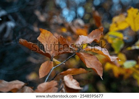 Similar – Image, Stock Photo autumn beech hedge in the park