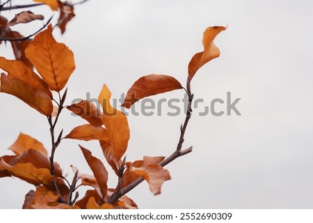 Similar – Image, Stock Photo autumn beech hedge in the park