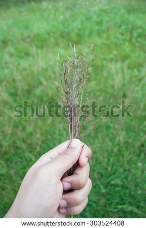 A hand give some grass flowers.