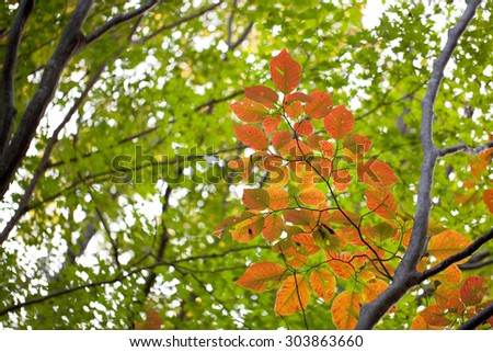 Early autumn leaves