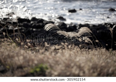 Silver grass & Jeju island seacape - silver grass blowing in the wind