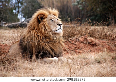 Portrait of an adult  lion resting