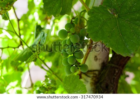 Bunches of unripe grapes of vines on a winery for making white wine. close up. horizontal