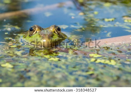 Green frog with yellow eyes in clean water with reflections of the blue sky, among the green algae on the marsh
