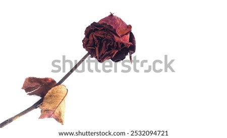 Similar – Foto Bild Weiße Rosen Durchgang Wand