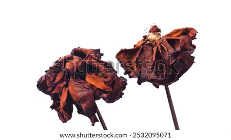 Similar – Image, Stock Photo Withered flower Flower