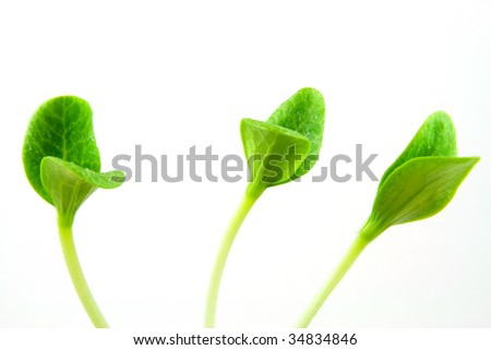 3 seedlings isolated on a white background Stok fotoğraf © 