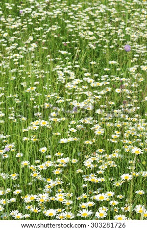 Field of daisies. Daisy background. Green and white background. Meadow, daisy.
