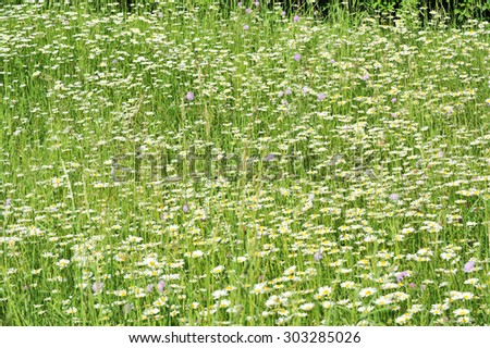 Daisy field. Field of daisies. Daisy background. Green and white background. Meadow, daisy.
