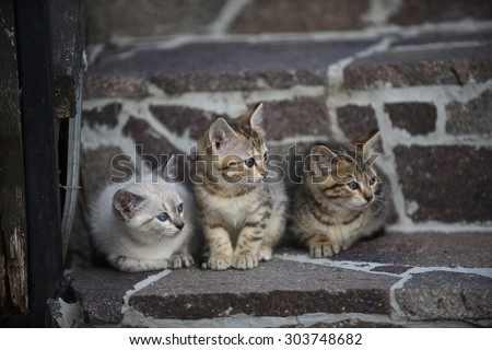 Three kittens, on grey stairs, outside. Cute. Adorable. Lovely. Friendship, community concept.