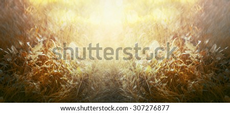autumn grass with sunlight, natural background, banner for website