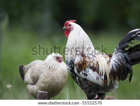 Pasture raised chickens search for food on the ground at a farm