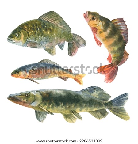 Similar – Image, Stock Photo whole fresh crucian fish with scales