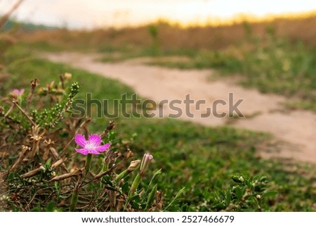 Similar – Image, Stock Photo wild carnations Flower