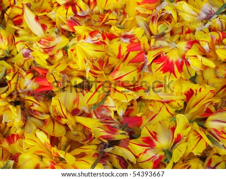 Picture of a pile of tulips
