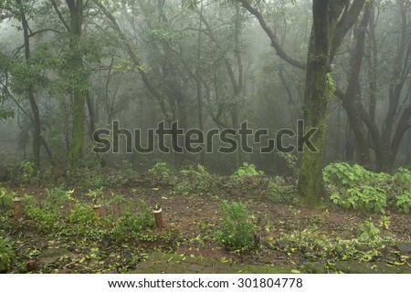 Dense Forest, Matheran Hill Station, Raigad, Maharashtra, India, Asia