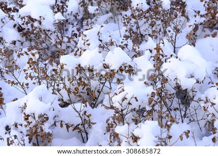 Park endogenous long plants in winter snow