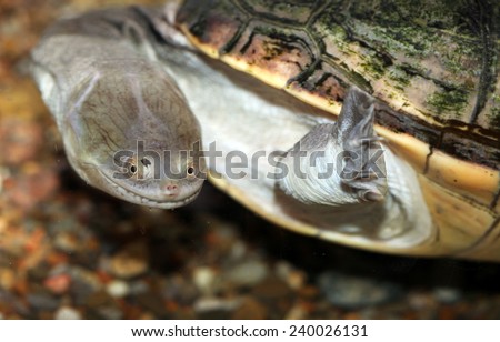 snake neck turtle
